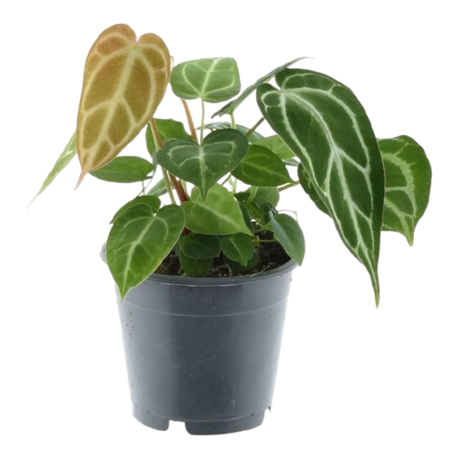 Anthurium Crystallinum houseplant with velvety heart-shaped green leaves, by Everspring