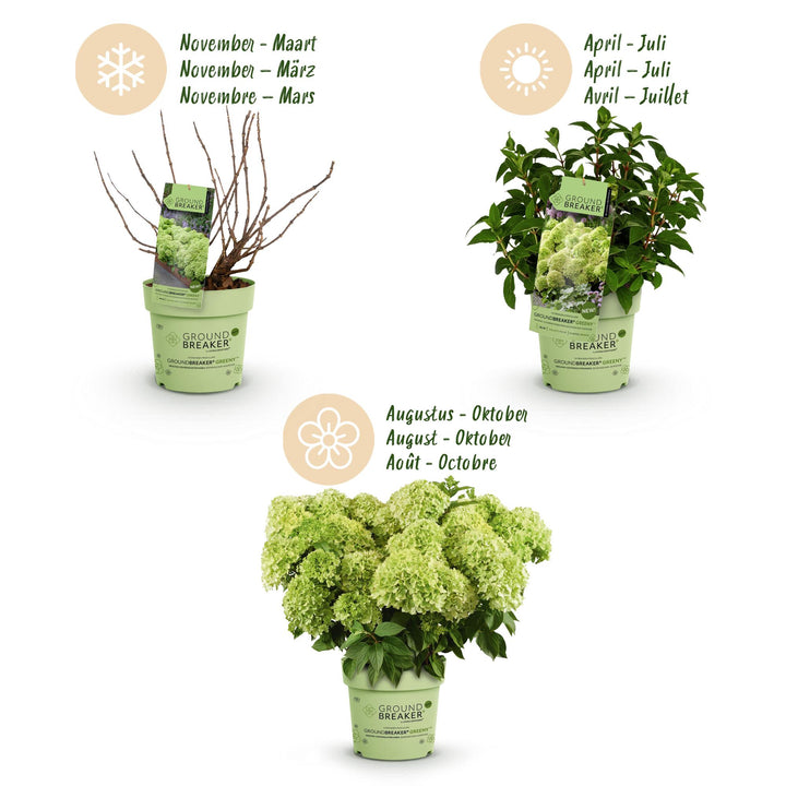 48 Hydrangea paniculata Groundbreaker Greeny plants in 14cm pots - view 4