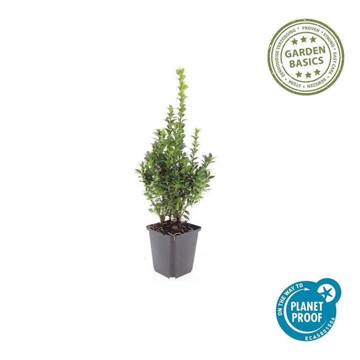 60 Buxus Sempervirens boxwood plants, 10-25cm tall, lush green evergreen hedge by Everspring