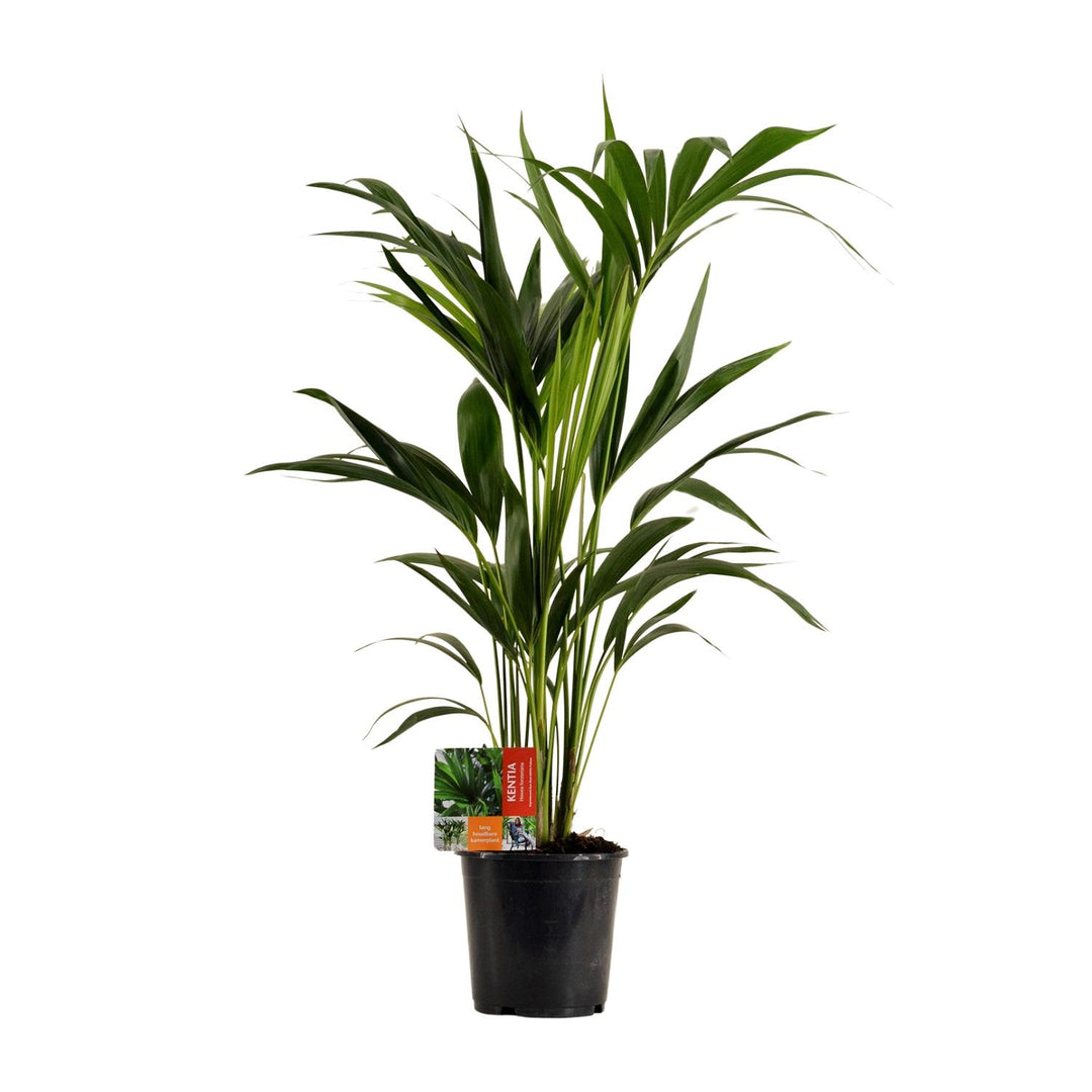 Kentia Palm Howea Forsteriana 100cm - Low Light Indoor Plant