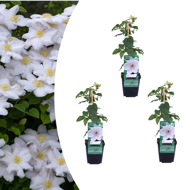 Pack of 3 Clematis ‘Miss Bateman’, P9 Pot, Elegant White Flowering Climbing Plant