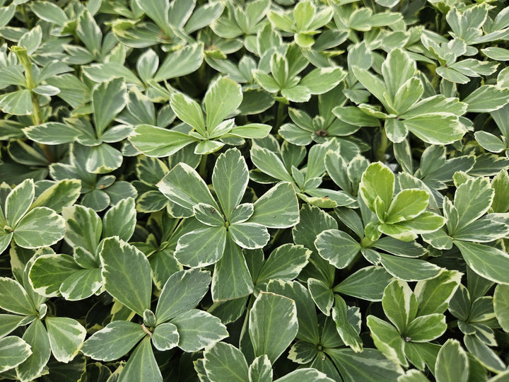 Pachysandra Variegata - Variegated Groundcover Plants for Shade