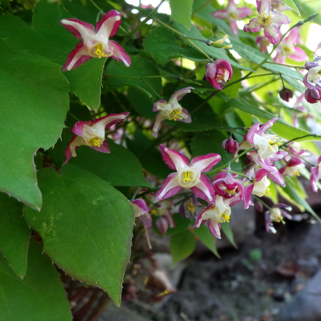 6x Epimedium rubrum - ↕10-25cm - Ø9cm