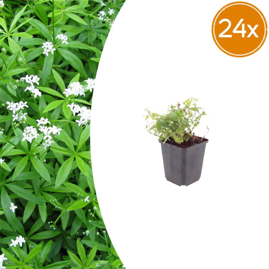 Pack of 24 Galium odoratum, 10-25cm, 9cm pot