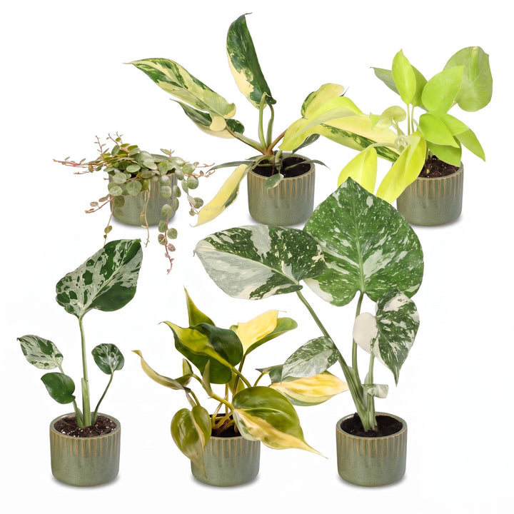 Baby Tropical Mix, six tropical houseplants in Ø6cm pots, image 2
