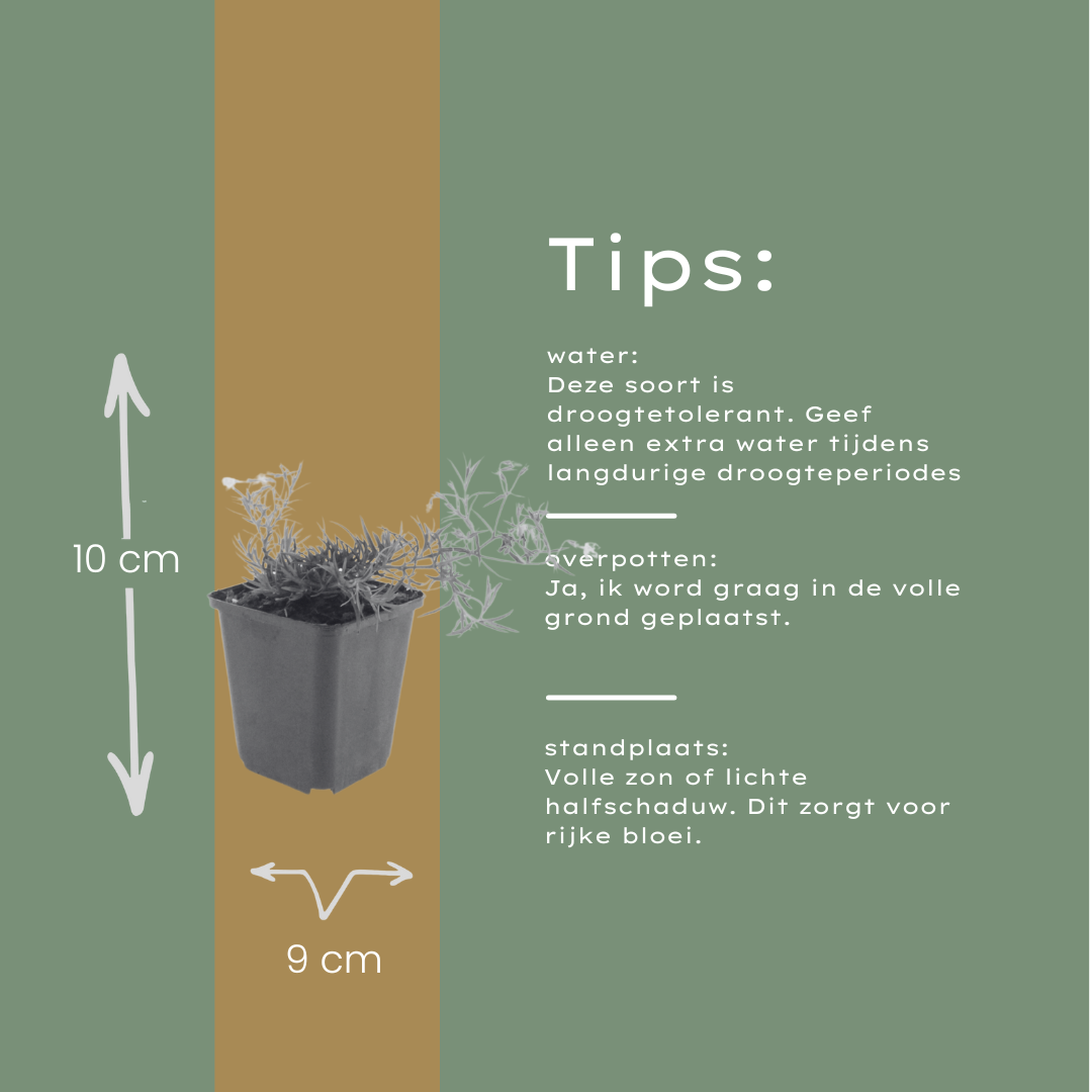 6x Phlox (S) 'Emerald Cushion Blue'- ↕10-25cm - Ø9cm