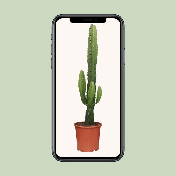 Euphorbia Acrurensis 50cm — African Milk Tree in 17cm pot
