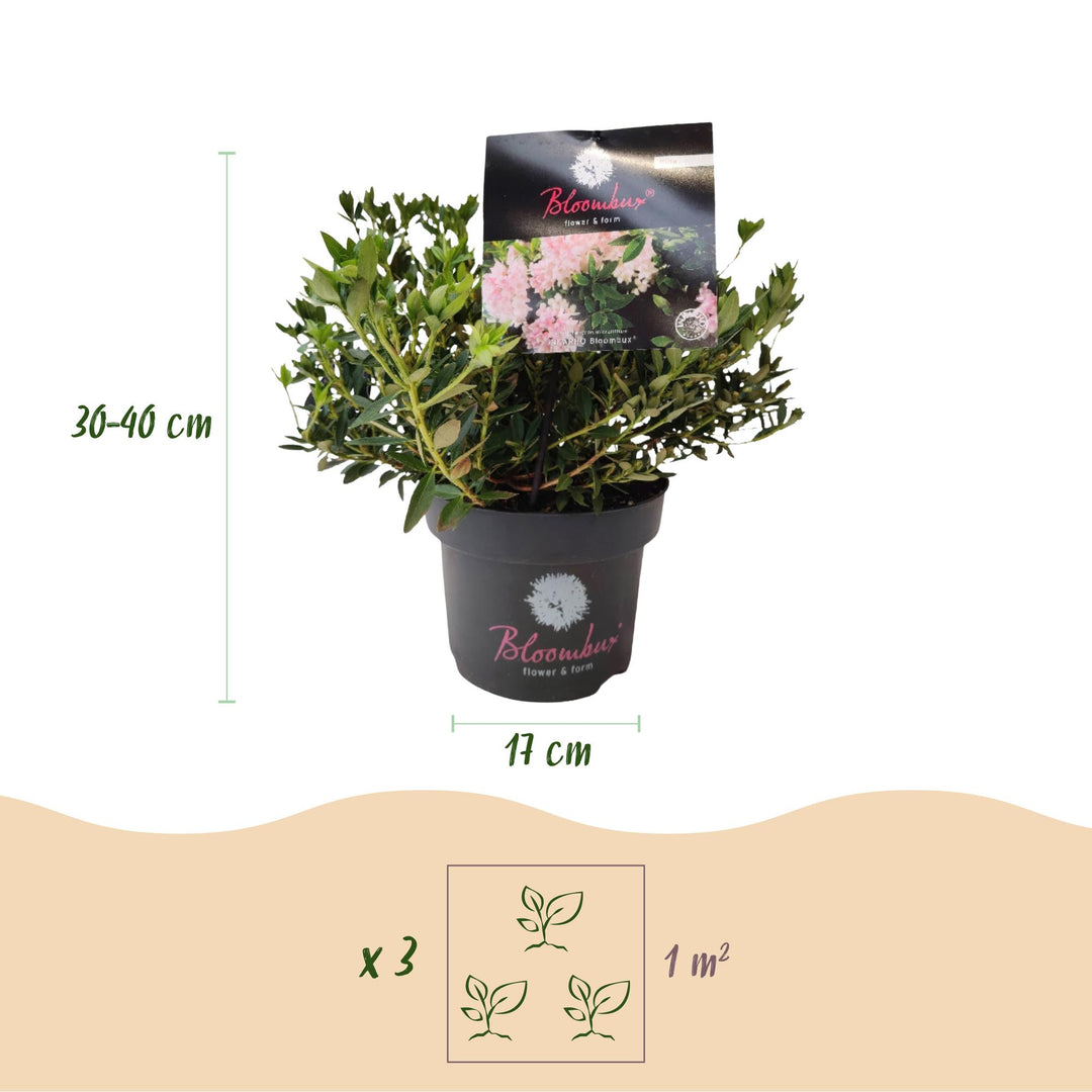 4 Rhododendron Bloombux Light Pink plants in 17cm pots, 30-40cm tall - view 3