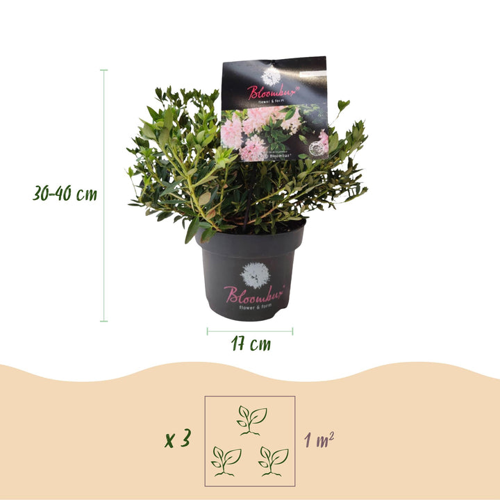 4 Rhododendron Bloombux Light Pink plants in 17cm pots, 30-40cm tall - view 3