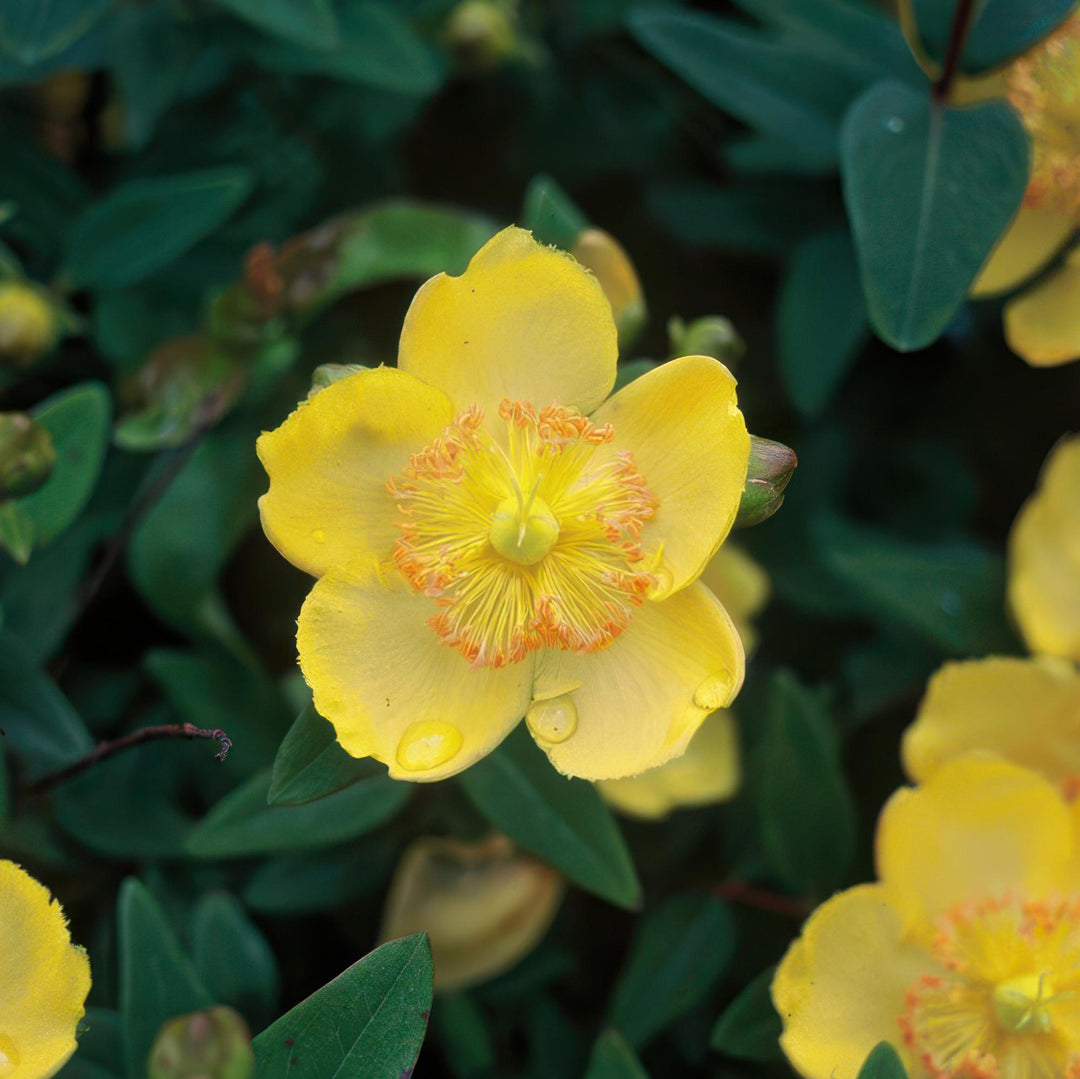 48x Hypericum Calycinum Semi-Evergreen Ground Cover - 10-25cm - Ø9cm