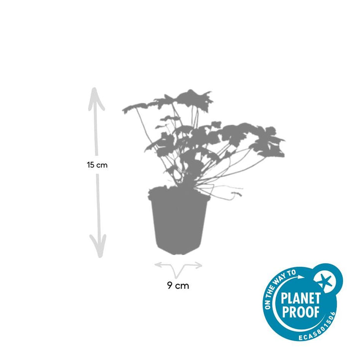 Geranium Macrorrhizum Czakor - Pink Shade Groundcover Plants