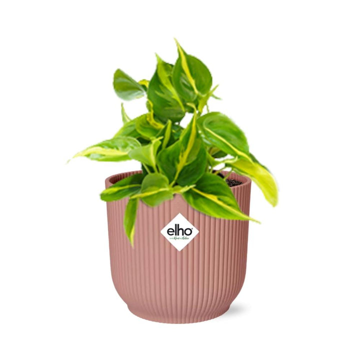 Philodendron Brasil Indoor Plant - Air Purifying Houseplant