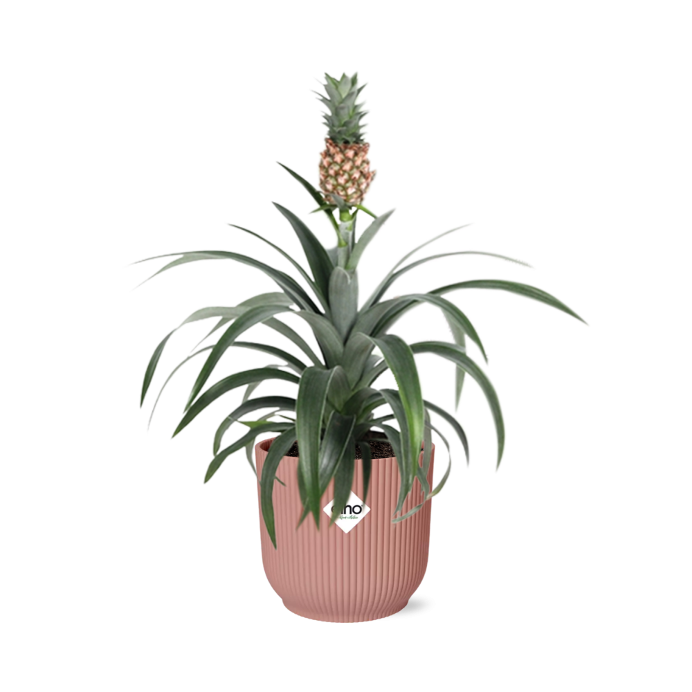 Ornamental pineapple Ananas Mi Amigo with a miniature fruit in a pink ribbed ELHO Vibes pot