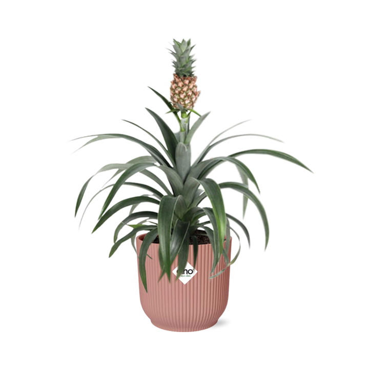 Ornamental pineapple Ananas Mi Amigo with a miniature fruit in a pink ribbed ELHO Vibes pot