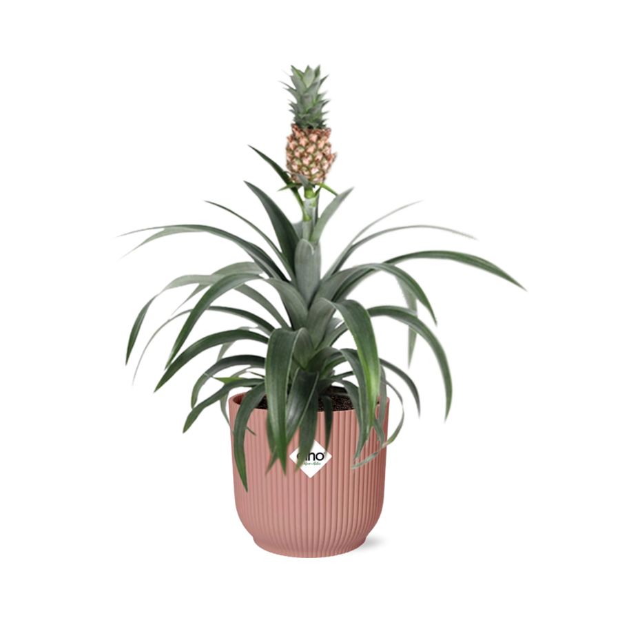 Ornamental pineapple Ananas Mi Amigo with a miniature fruit in a pink ribbed ELHO Vibes pot