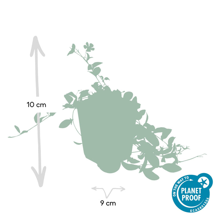 60x Vinca minor 'La Grave' - Evergreen Ground Cover - 10-25cm - Ø9cm