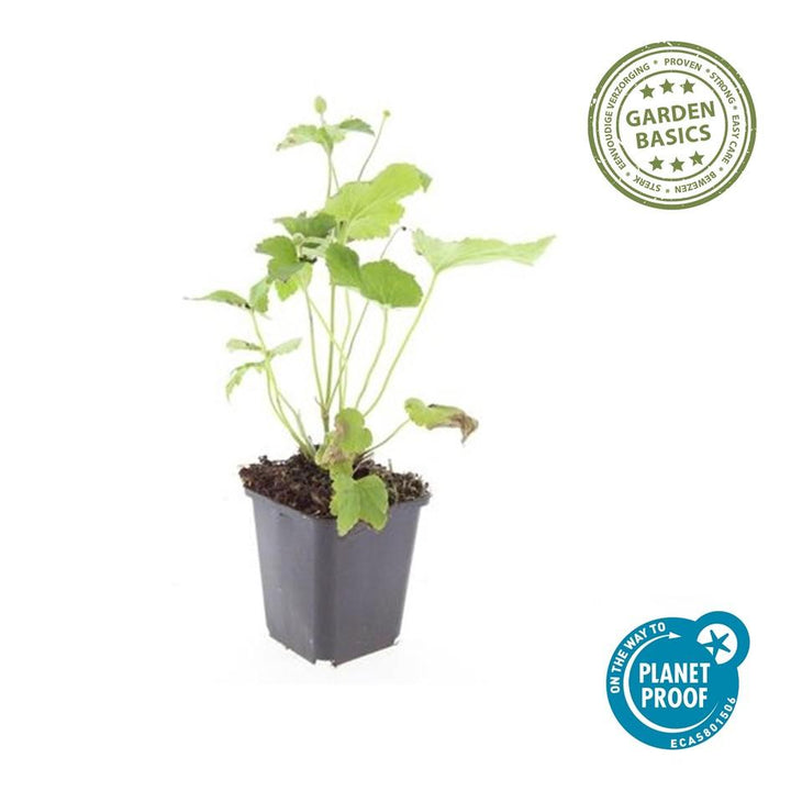 60x Anemone hyb. 'Honorine Jobert' - ↕10-25cm - Ø9cm