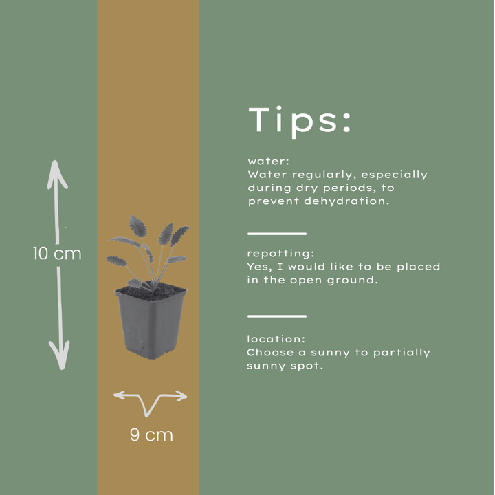 48x Sanguisorba o. 'Tanna' - ↕10-25cm - Ø9cm