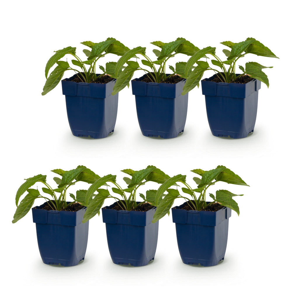 6 Rudbeckia 'Goldsturm' black-eyed susan plants in 11cm pots - view 2