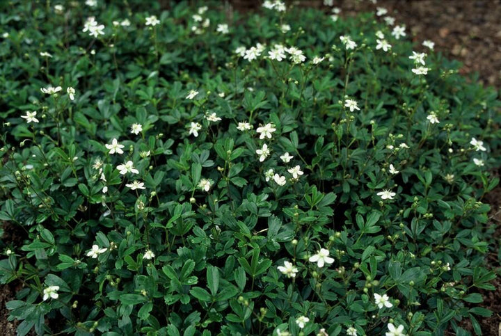 40x Potentilla tridentata 'Nuuk' - Hardy Evergreen Ground Cover - Ø9cm