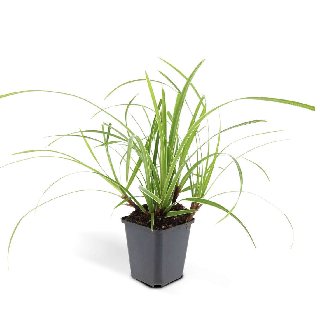 Carex Morrowii Ice Dance - Evergreen Ornamental Grass Groundcover