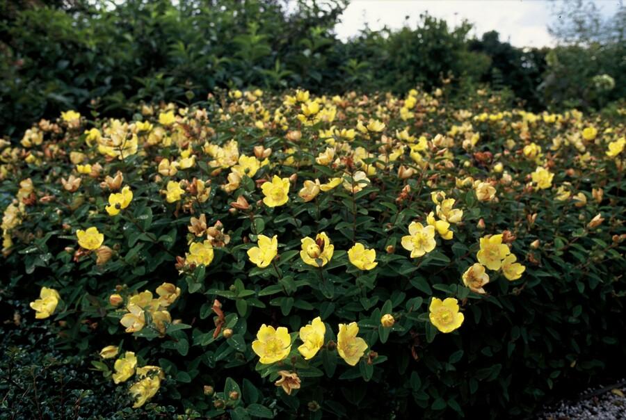 60x Hypericum dummeri 'Peter Dummer' - Semi-Evergreen Ground Cover - 10-25cm