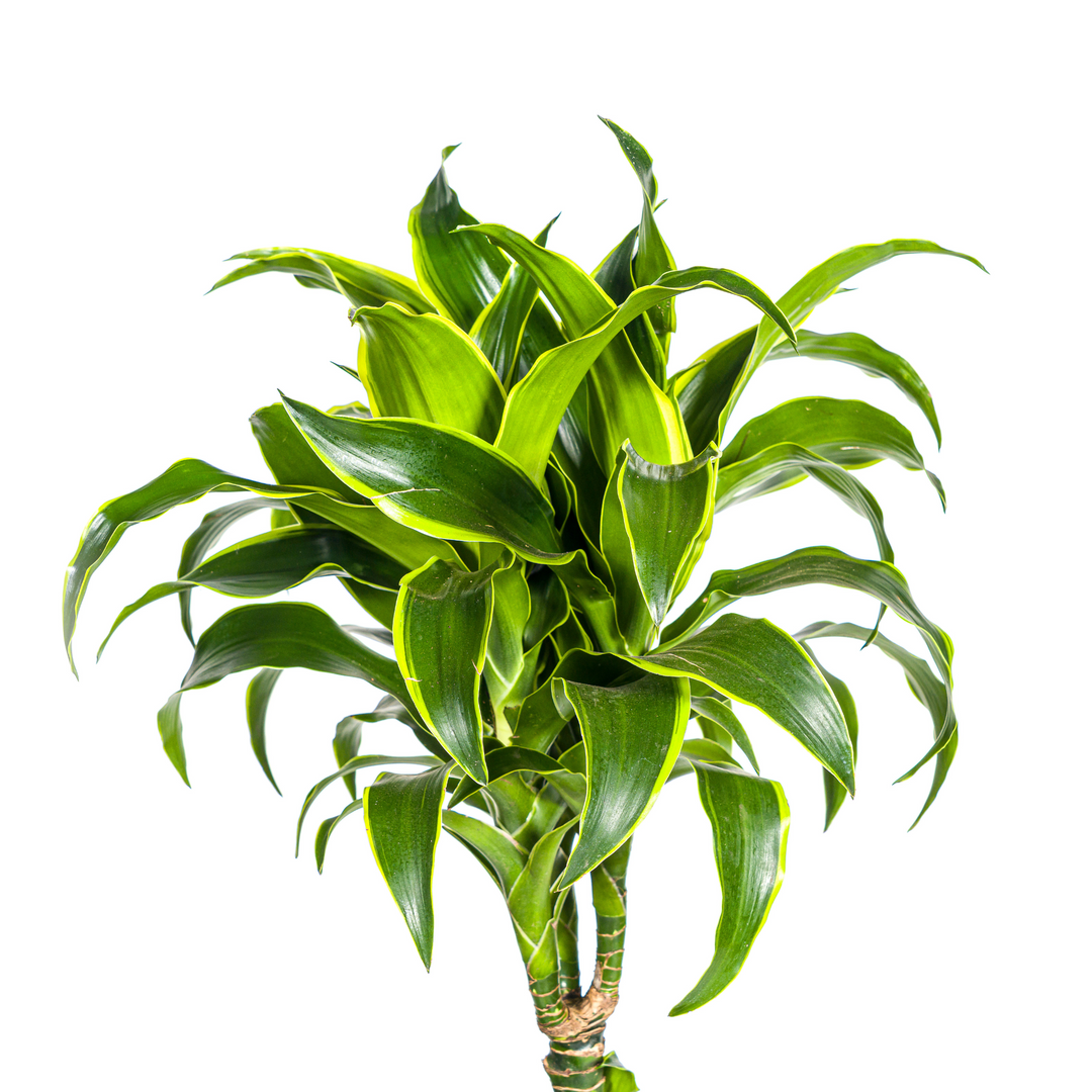 Dracaena Deremensis Dorado 120-140cm - Dark Green with Yellow Edge