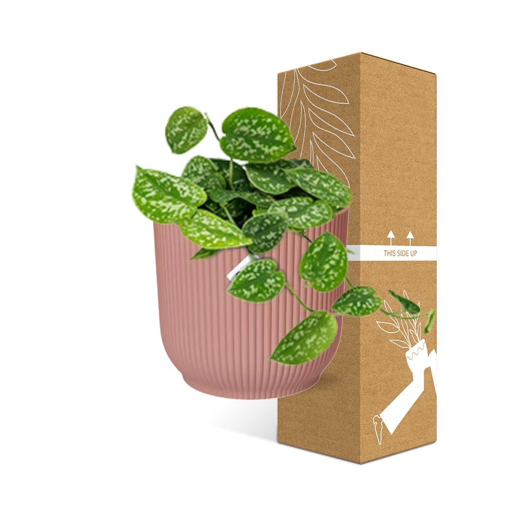 Satin Pothos Argyraeus (Scindapsus pictus 'Argyraeus') in a pink ELHO Vibes pot, view 4