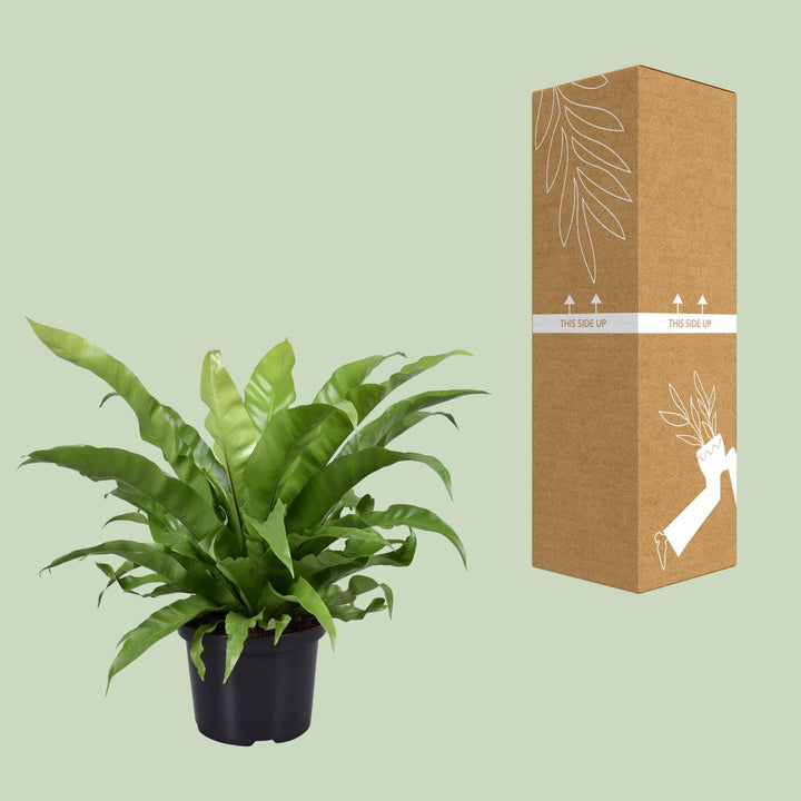 Asplenium Antiquum Bird's Nest Fern - 23cm Pot - 60cm Height