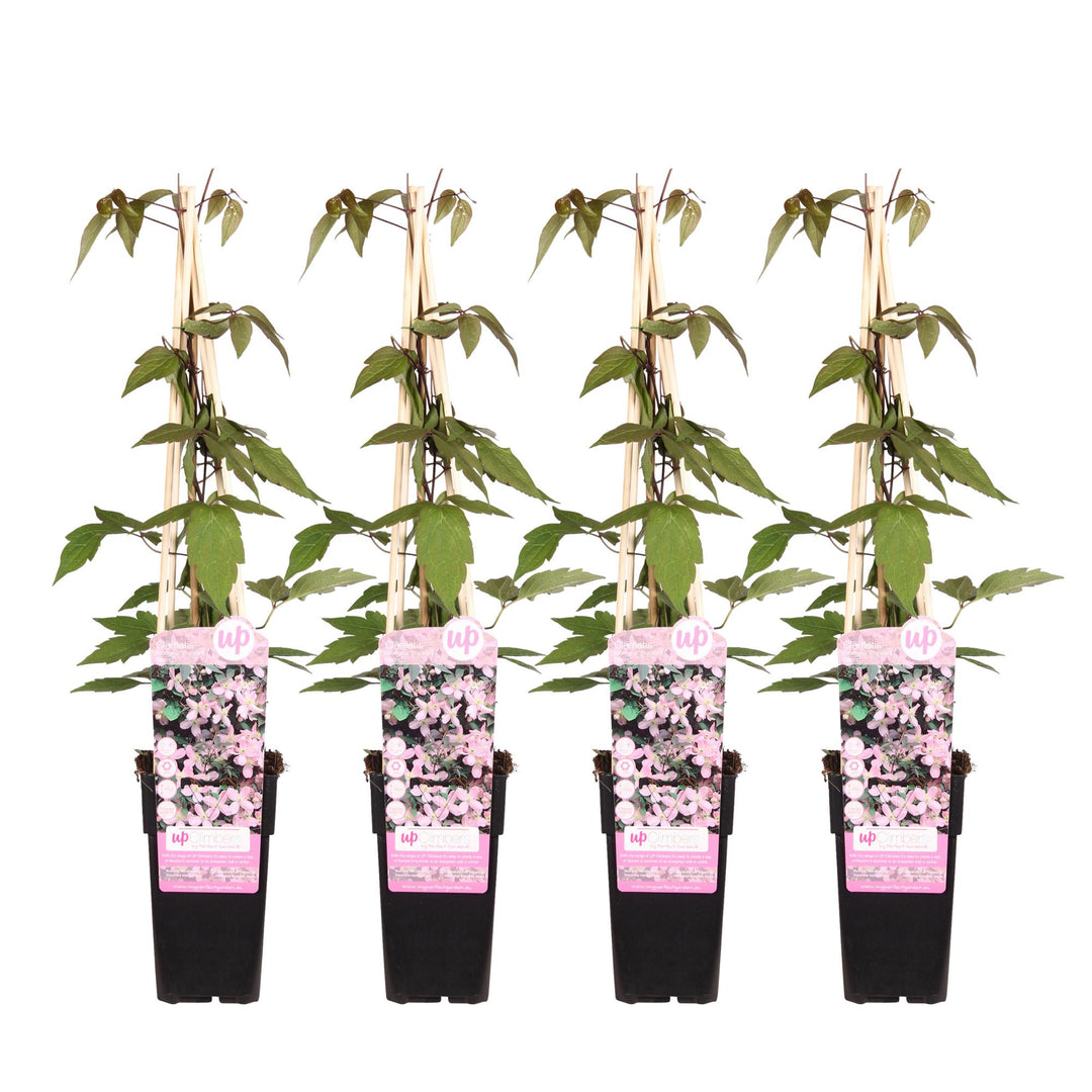 4x Clematis Montana Fragrant Spring - Pink Spring Climber - Ø15cm - ↕65cm