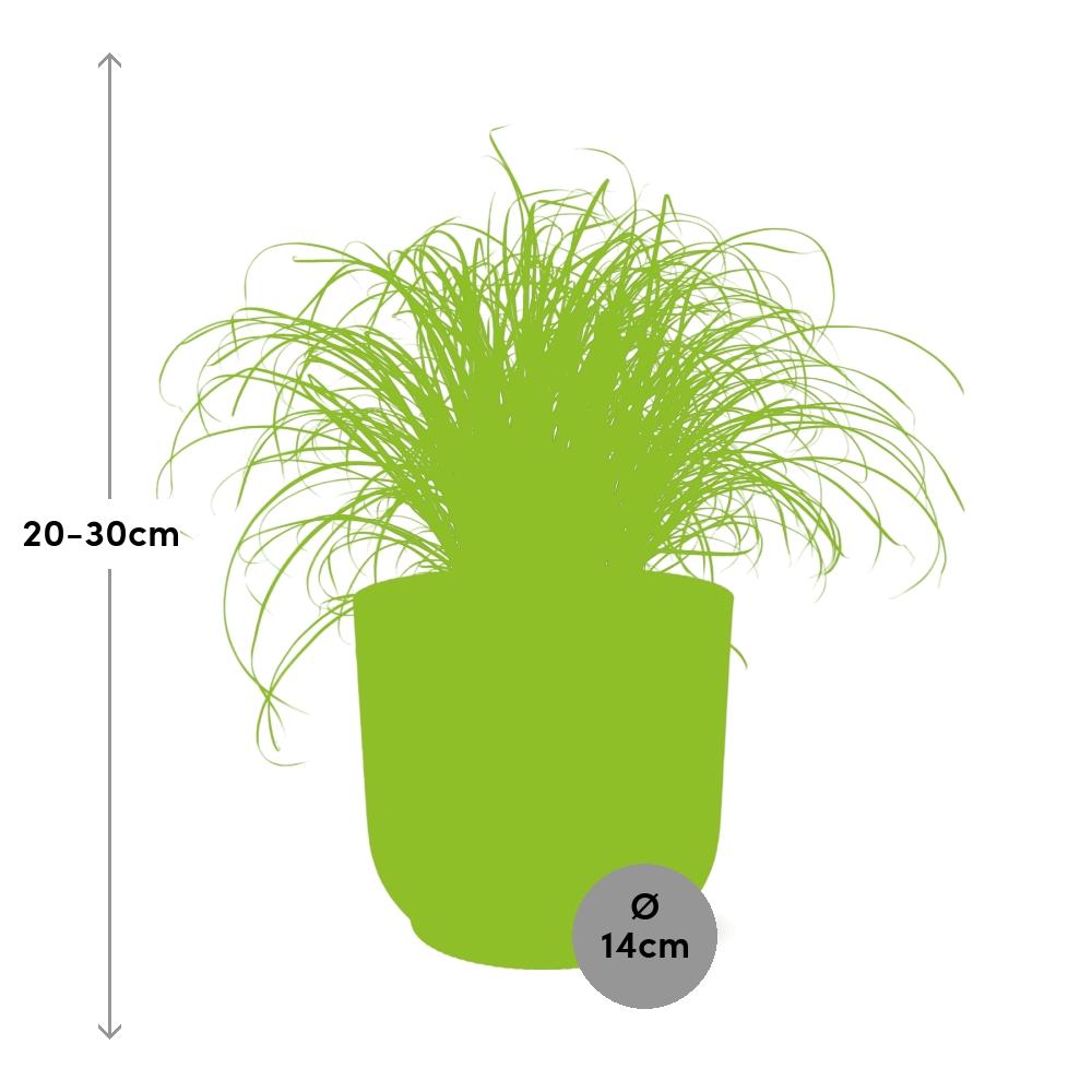 Umbrella Grass (Cyperus alternifolius 'Zumula') in a pink ELHO Vibes pot, view 3