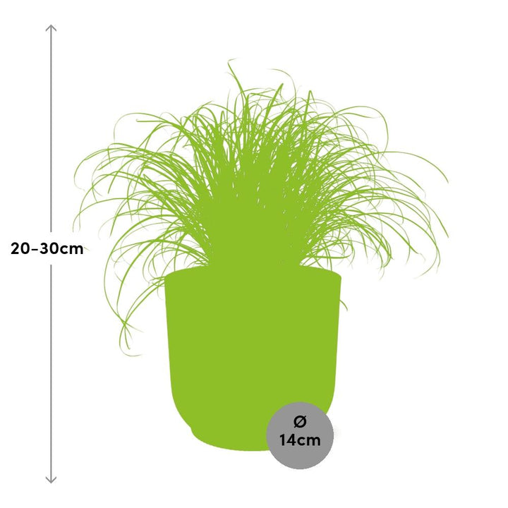 Umbrella Grass (Cyperus alternifolius 'Zumula') in a pink ELHO Vibes pot, view 3