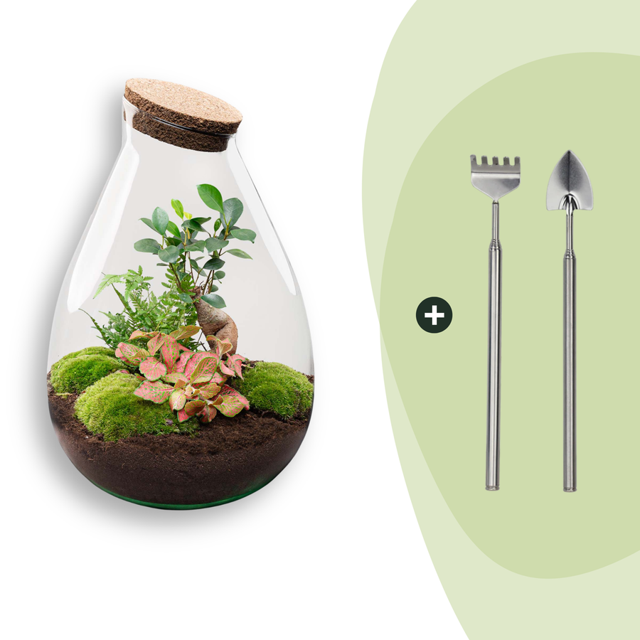 DIY terrarium Drop XL, 37 cm high with Ficus Ginseng bonsai and fittonia