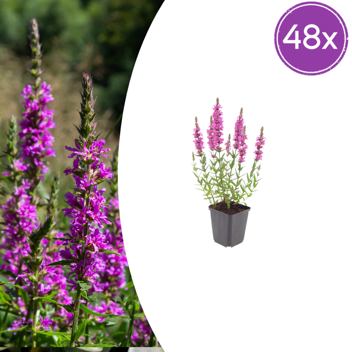 Pack of 48 Lythrum salicaria, 10-25cm, 9cm pot