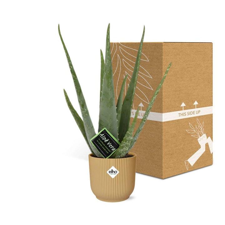 Aloe Vera Plant 12cm - Indoor Succulent with Healing Gel & Air Purifying