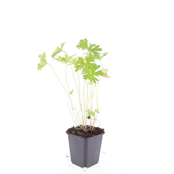 48x Geranium 'Johnson's Blue' - ↕10-25cm - Ø9cm