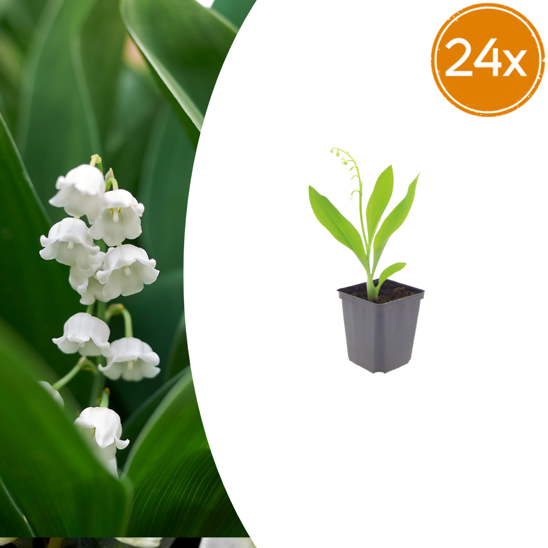 24x Convallaria majalis - ↕10-25cm - Ø9cm