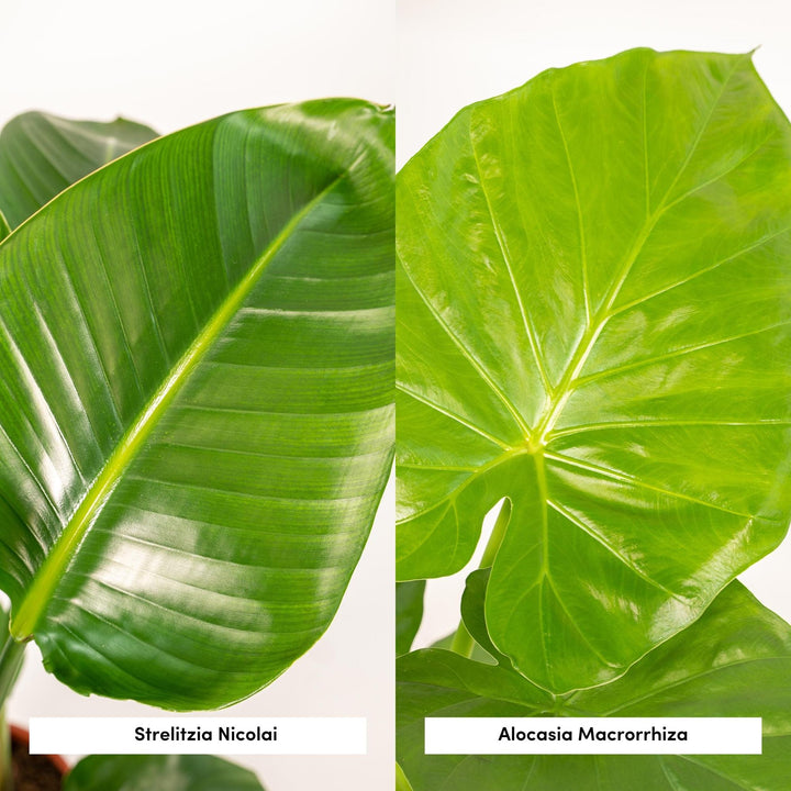 Lush green Strelitzia Nicolai plant with large leaves, ideal for indoor spaces, by Everspring.