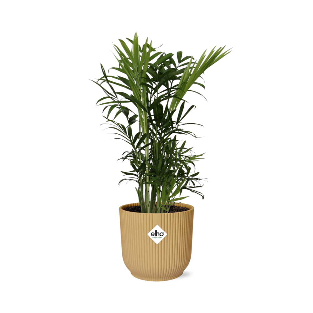 Chamaedorea Elegans - Dwarf Mountain Palm Indoor Plant Low Light
