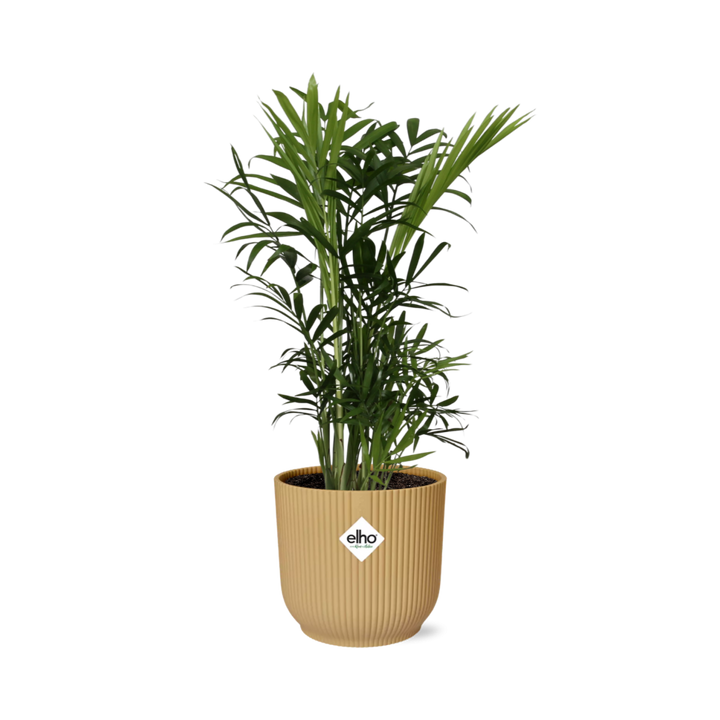 Chamaedorea Elegans - Dwarf Mountain Palm Indoor Plant Low Light