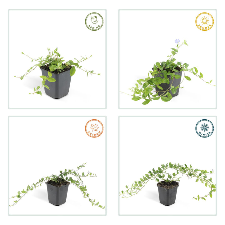 48x Vinca Minor Plants - Blue Flowering Evergreen Ground Cover - 9cm Pots