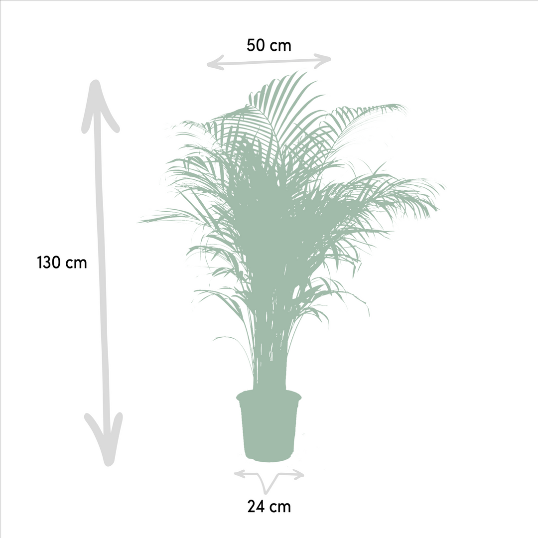 Areca Palm Plant 130cm - Air Purifying Indoor Houseplant