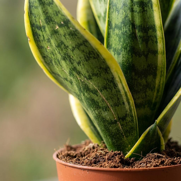 Sansevieria Future Superb - Snake Plant - 4 Plants - Pot 12cm - Height - 35cm