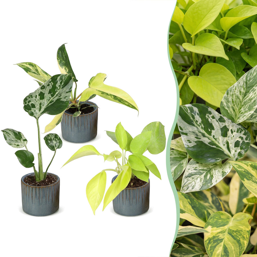 Baby Tropical Mix houseplants, pack of 3