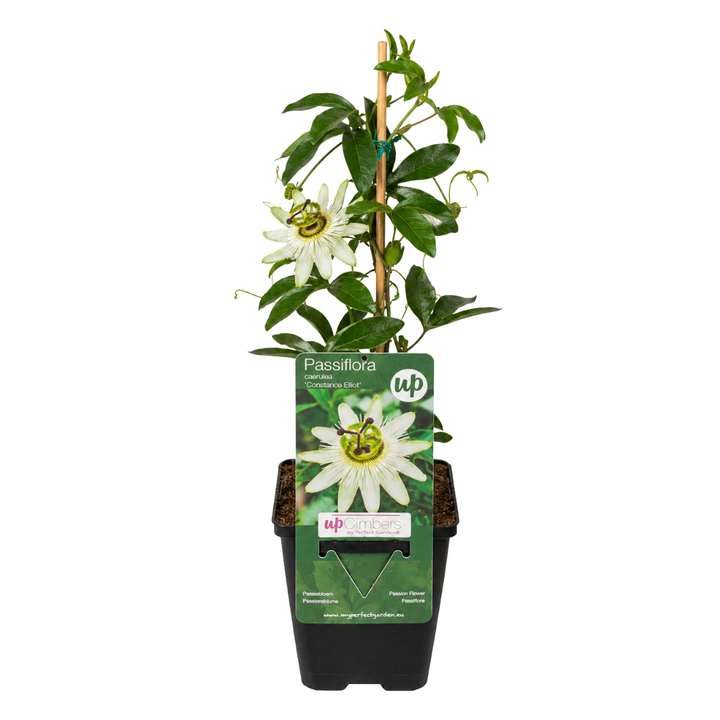 White passion flower (Passiflora caerulea 'Constance Elliott'), view 2