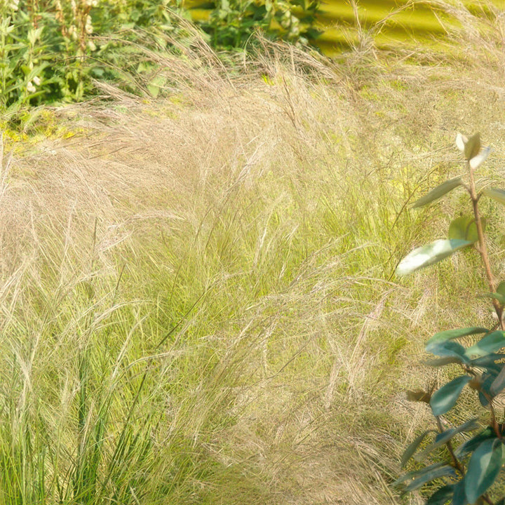 40x Stipa tenuissima 'Ponytails' | Fine-Haired Grass | 10-25cm