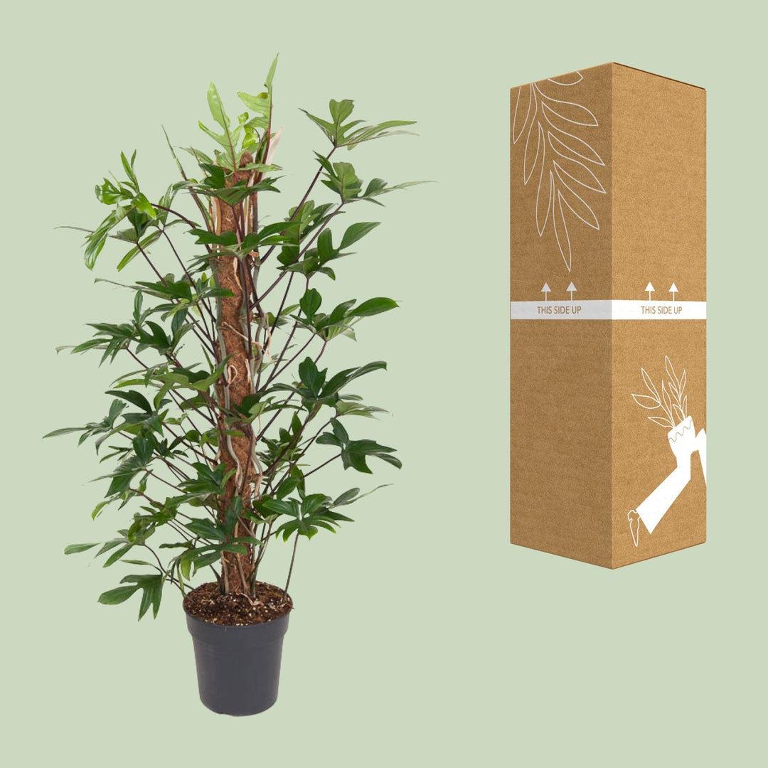 Philodendron Pedatum indoor plant with oak leaf-shaped green foliage, 120cm tall, by Everspring.