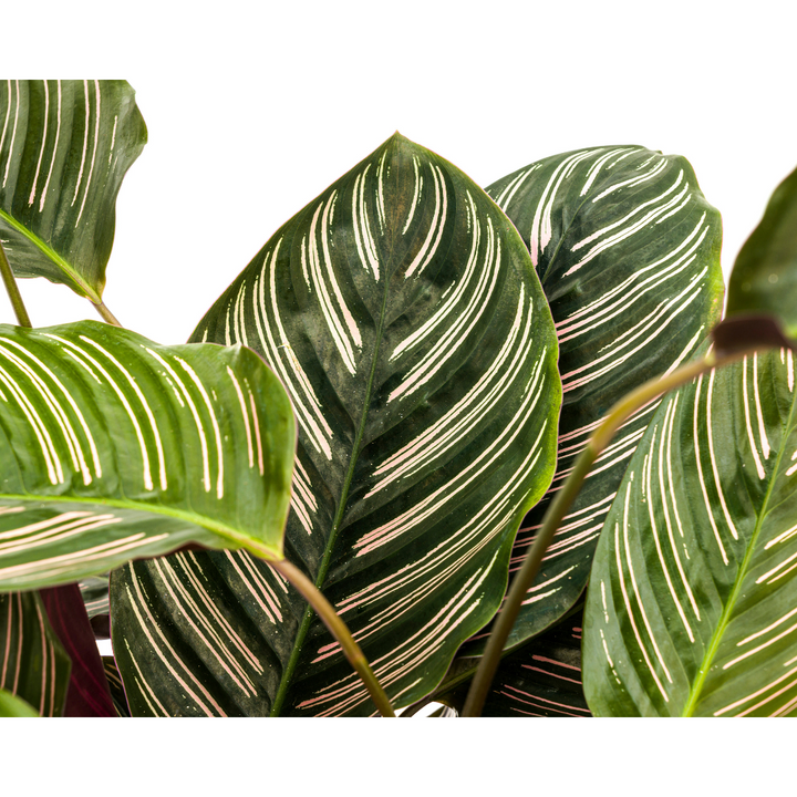 Calathea ornata Sanderiana - view 3