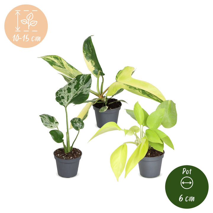 Baby Tropical Mix, 3 tropical houseplants in 6cm pots, image 5