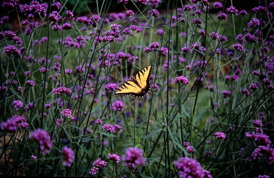 40x Verbena bonariensis Plants - Purple Tall Verbena 10-25cm